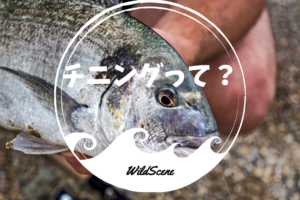 Read more about the article チニングって？