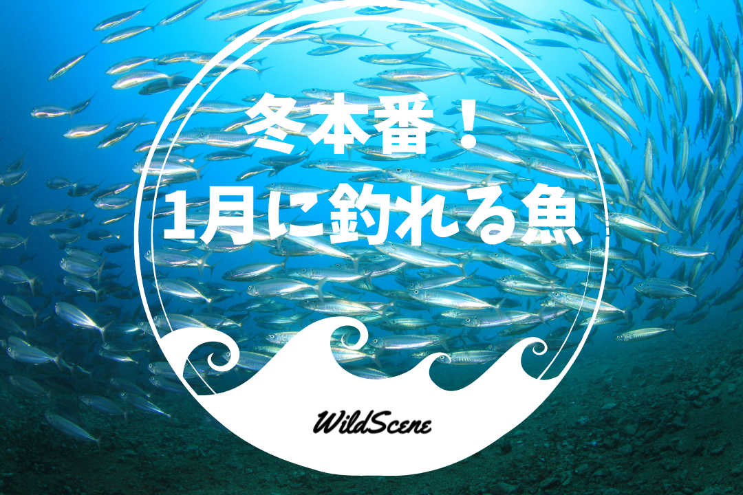 You are currently viewing 冬本番！1月に釣れる魚