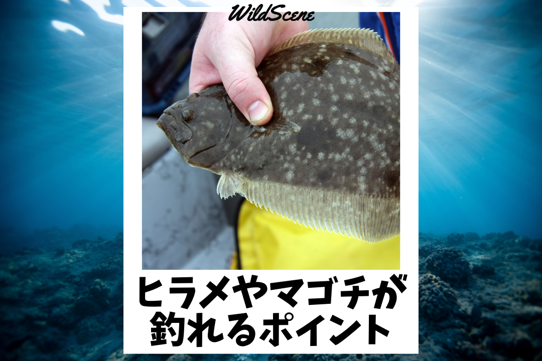 Read more about the article ヒラメやマゴチが釣れるポイント