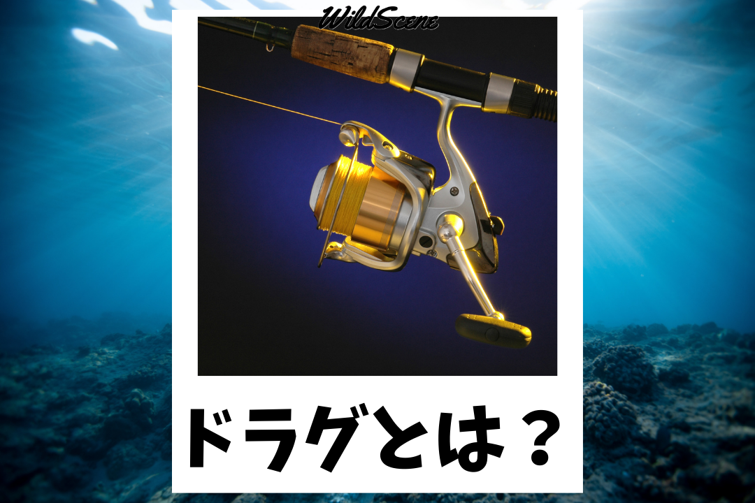 Read more about the article ドラグとは？