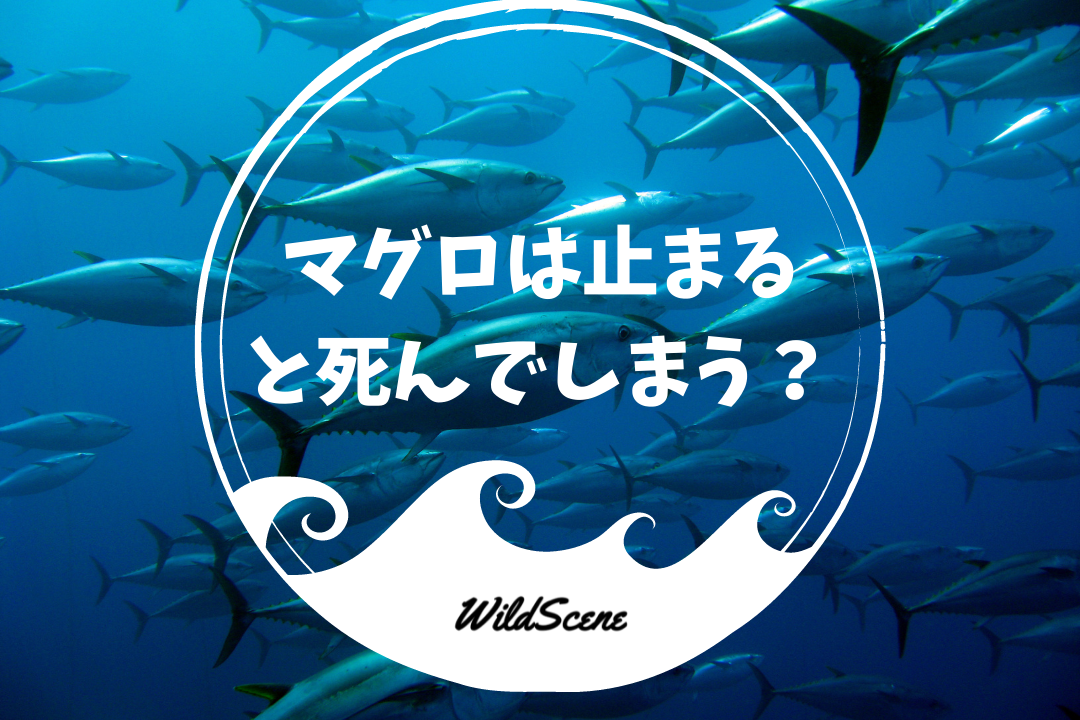 You are currently viewing マグロは止まると死んでしまう？