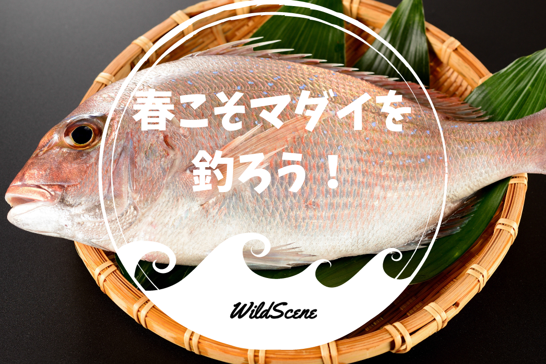 You are currently viewing 春こそマダイを釣ろう！