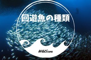 Read more about the article 回遊魚の種類