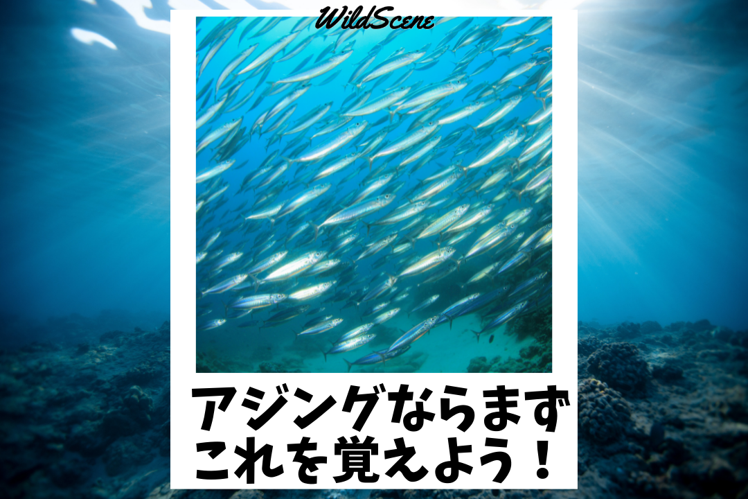 Read more about the article アジングならまずこれを覚えよう！