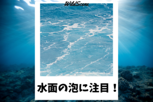 Read more about the article 水面の泡に注目！