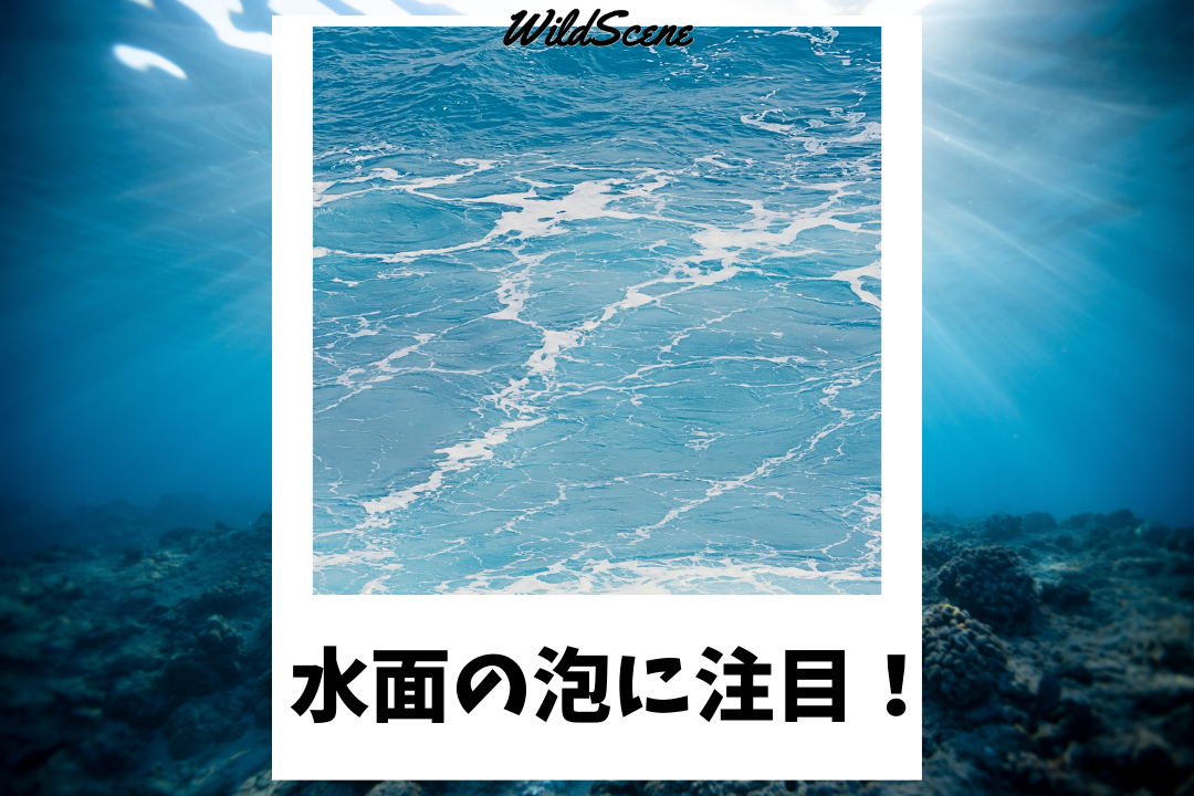 Read more about the article 水面の泡に注目！