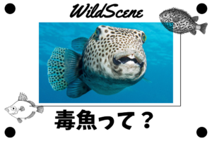 Read more about the article 毒魚って？