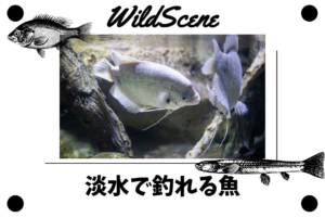 Read more about the article 淡水で釣れる魚