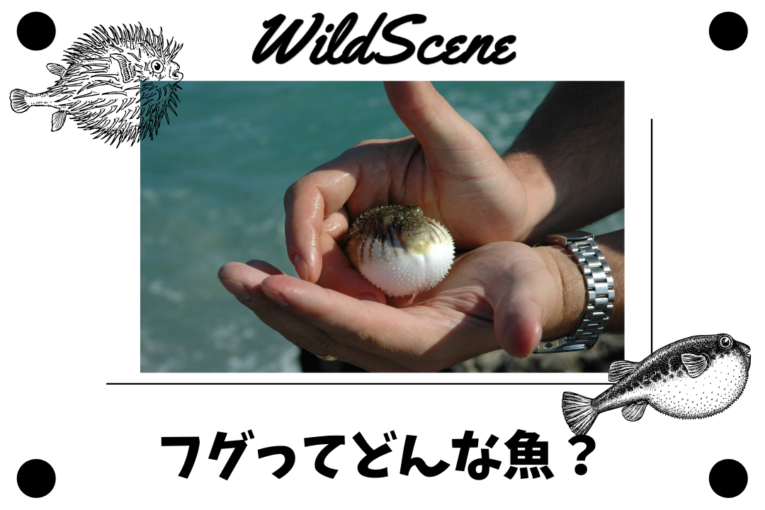 You are currently viewing フグってどんな魚？