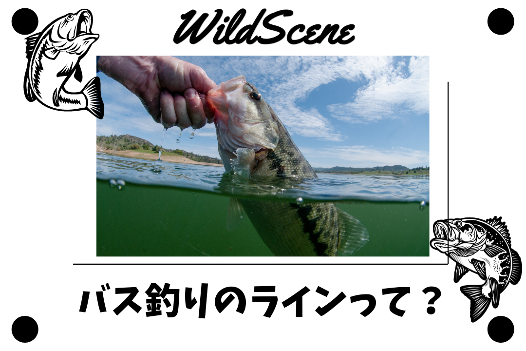 Read more about the article バス釣りのラインって？