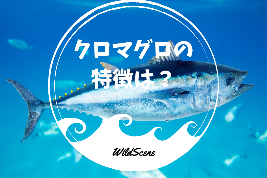 Read more about the article クロマグロの特徴は？