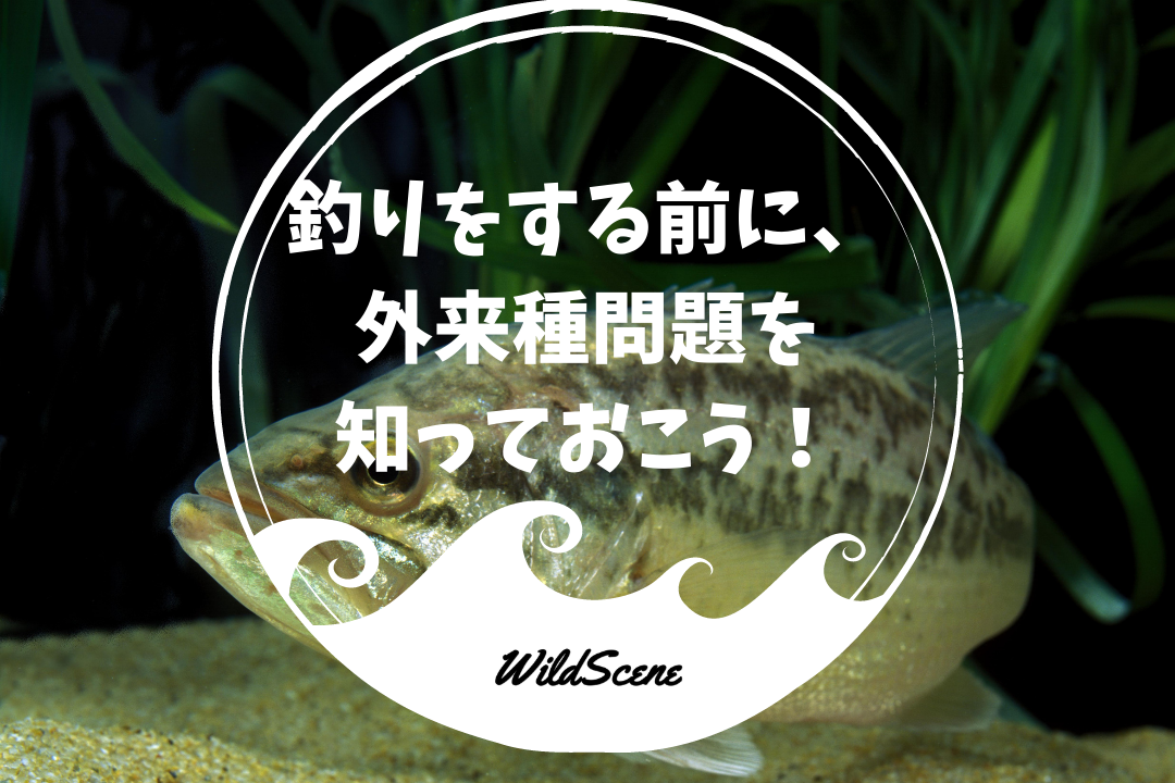 Read more about the article 釣りをする前に、外来種問題を知っておこう！