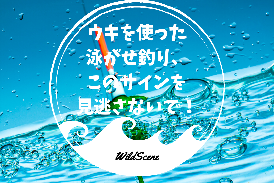 Read more about the article ウキを使った泳がせ釣り、このサインを見逃さないで！