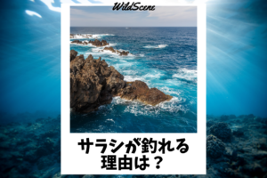 Read more about the article サラシが釣れる理由は？