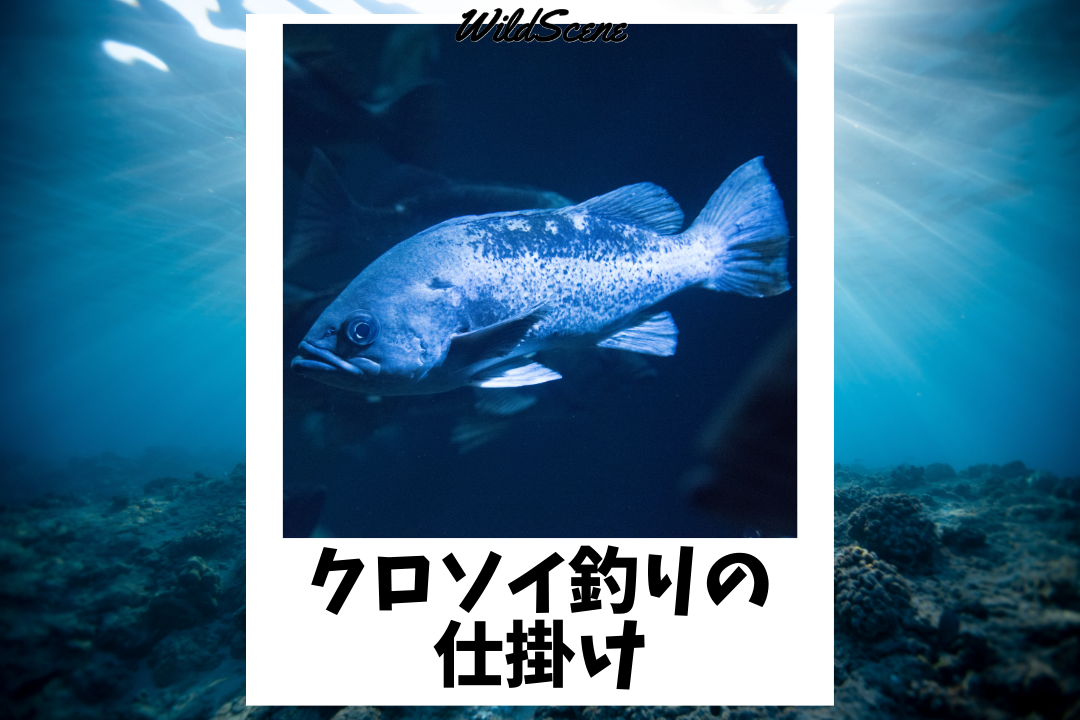 クロソイ釣りの仕掛け