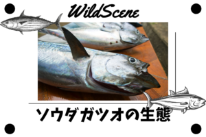 Read more about the article ソウダガツオの生態