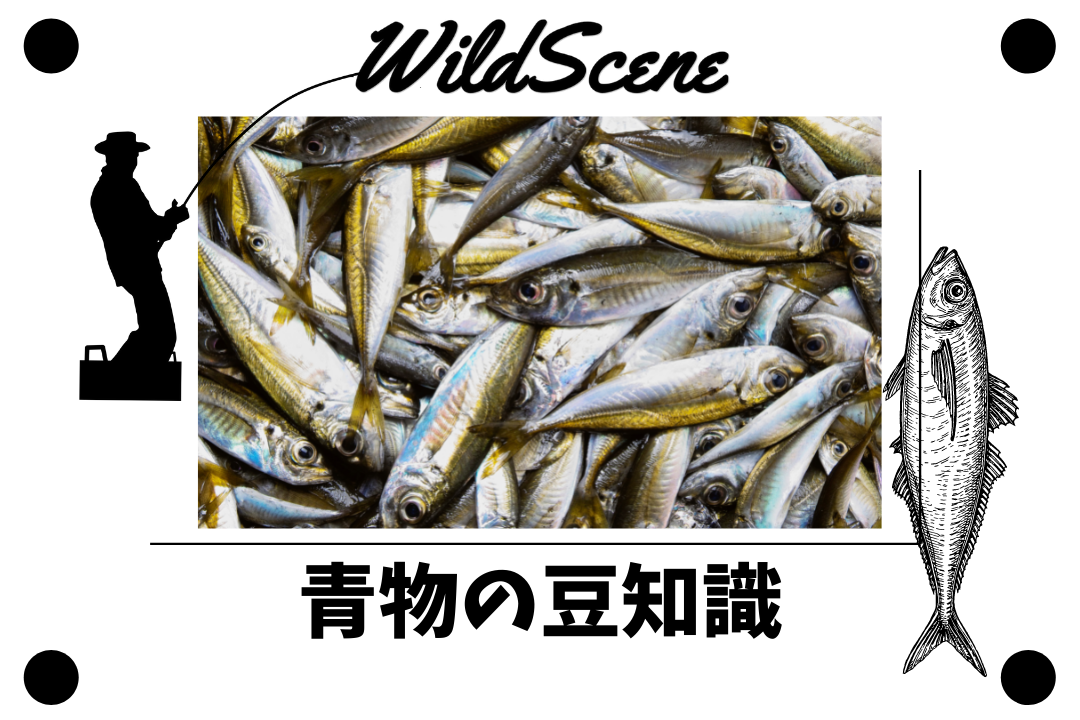 Read more about the article 青物の豆知識