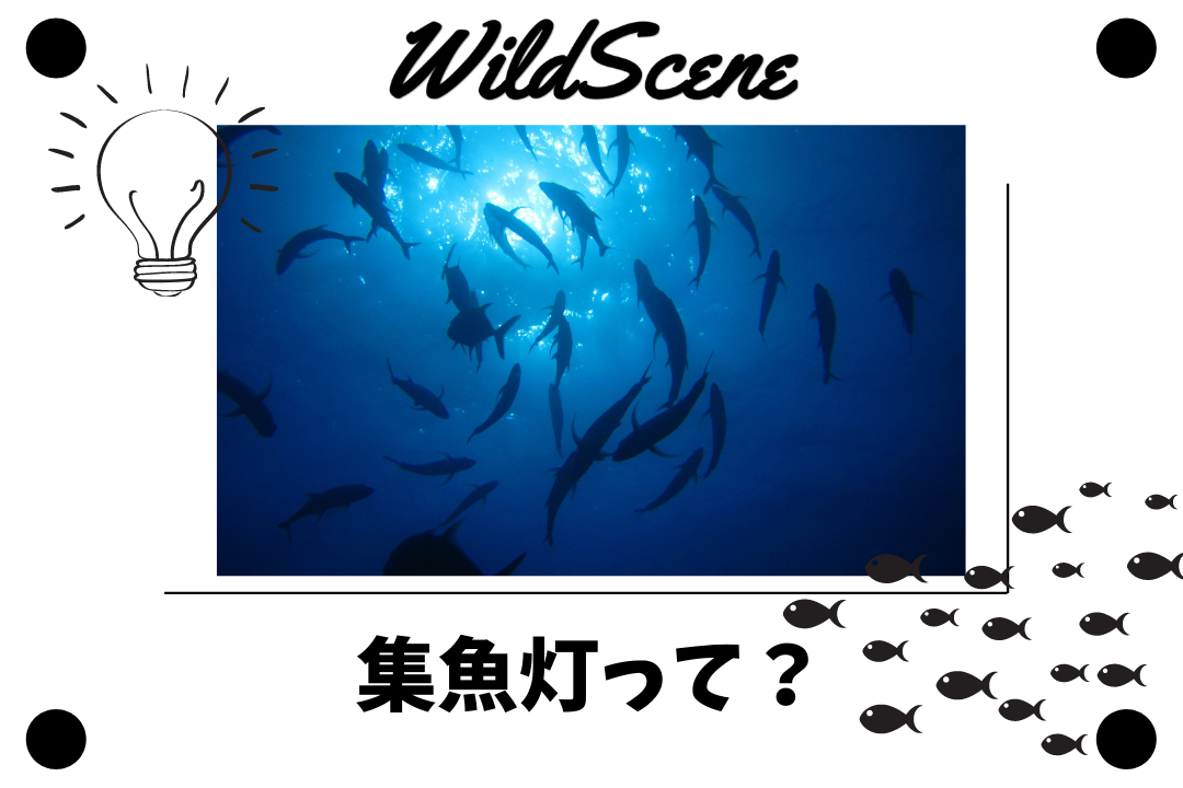 You are currently viewing 集魚灯って？