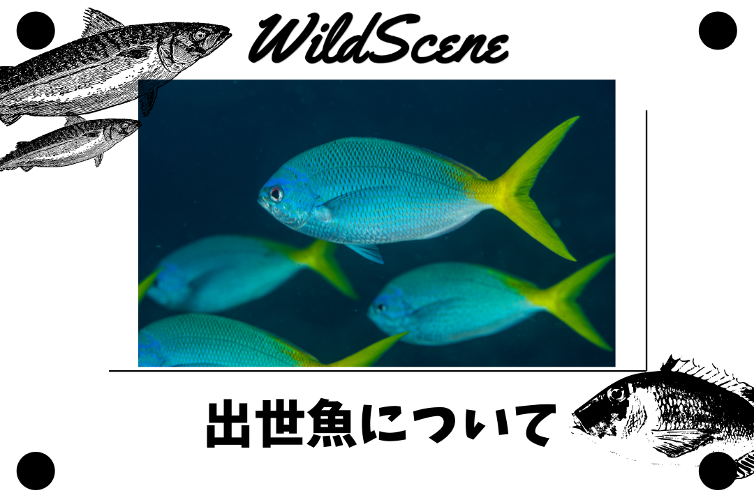 Read more about the article 出世魚について