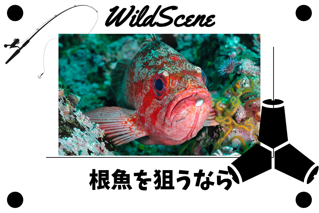 Read more about the article 根魚を狙うなら