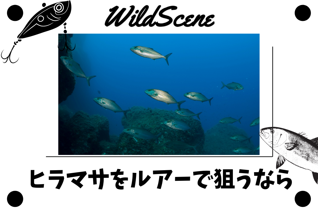 Read more about the article ヒラマサをルアーで狙うなら