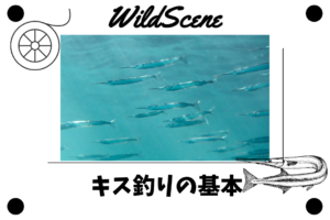 Read more about the article キス釣りの基本