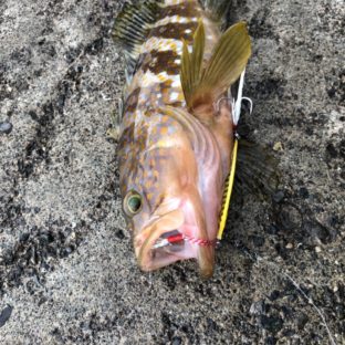 スーパーライトショアジギングで釣れる魚は？　