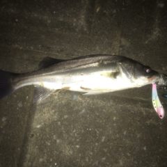 ポイントに合わせたルアーセレクト（シーバス編）