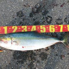 マッチ・ザ・ベイト　(ベイトを考えて行動する)