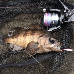 メバルのよく釣れるポイント