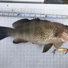 Wild Sceneのメタルジグでボトムをマスターしよう