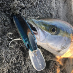 2020年　1月2日　遠州灘釣行