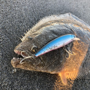 12月によく釣れる魚は?