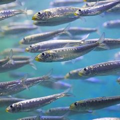 ヒラメの食べているベイトはなにか?