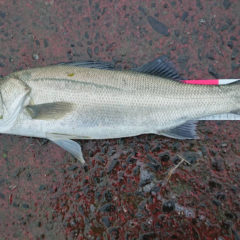 シーバスをおいしく頂く調理方法！