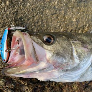 河口域のシーバスの釣り方