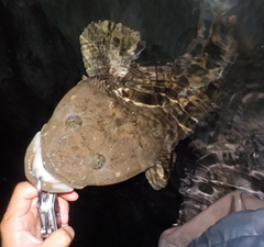 初心者でもできるショアスロージギングとは？