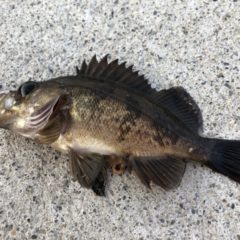 釣ったメバルの美味しい食べ方