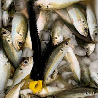 ルアーで釣れる5月が旬のお魚ランキング