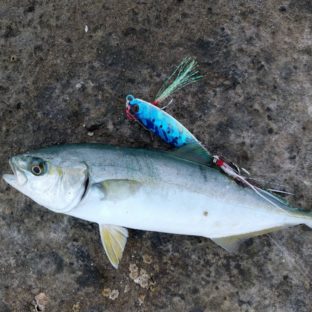7月 ルアー釣り|ワイルドシーンの【マスク】&【フェイスカバー】が大活躍!