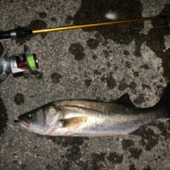 釣れやすい潮の解説