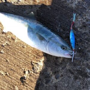 富山県は釣りの聖地 季節の旬の魚 から 釣行の準備 の紹介 Wild Scene Wild Scene公式オンラインショップ