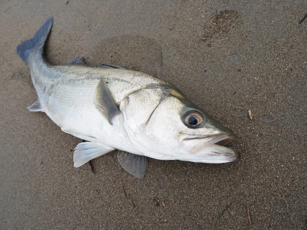 新潟県 ルアー釣り 佐渡島 釣りロマンを求めて Wild Scene Wild Scene公式オンラインショップ