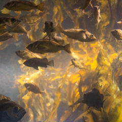 愛知県　釣り｜【ルアーで狙える釣り場】を厳選して紹介！