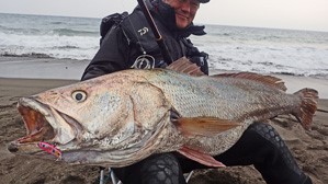 宮崎県 ルアー釣り 宮崎サーフに潜むモンスター魚オオニベとは Wild Scene Wild Scene公式オンラインショップ