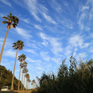 宮崎県　ルアー釣り｜宮崎サーフに潜むモンスター魚オオニベとは？