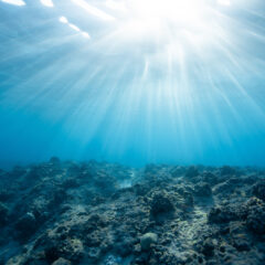海の生き物とマイクロプラスチック【環境問題】