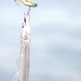 【タチウオの生態について】特徴・習性|タチウオのメッカの地まで