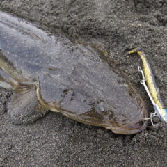 【マゴチの生態について】特徴・習性｜マゴチのメッカの地まで