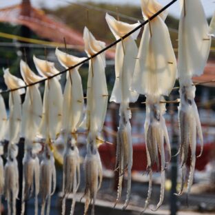 佐賀県　ルアー釣り｜～【魅力たっぷり呼子】～ロケーションも最高！